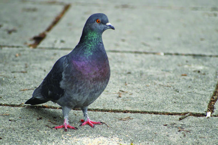 gerle 2019-01-23-10-02-27-1200x797