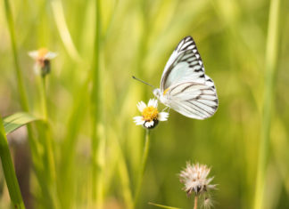 Fedezzük fel Isten országát mindenütt! 2020. július pillangó a réten