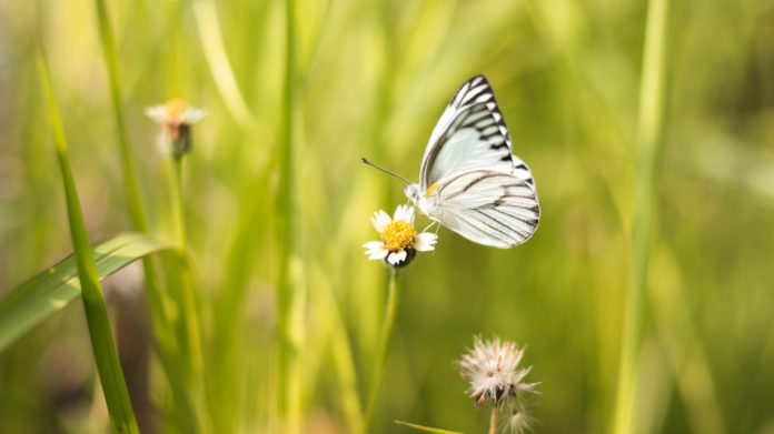 white-and-black-butterfly-on-white-flower-1134982 pillangó a réten