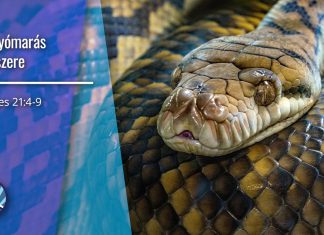 A kígyómarás ellenszere – 4 Mózes 21:4-9 – 2023. 07. 02. délelőtt