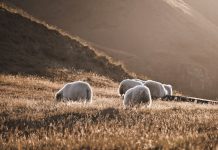 A békességet munkáljuk