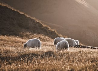 A békességet munkáljuk