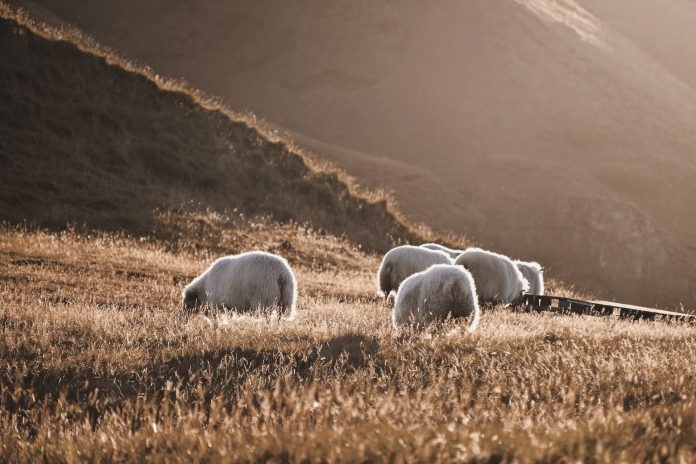 pexels-priyanshi-garg-1879189-29110891-(1)