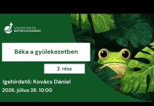 Béka a gyülekezetben, 2. rész – Kovács Dániel – 2026.07.26. – Székesfehévár